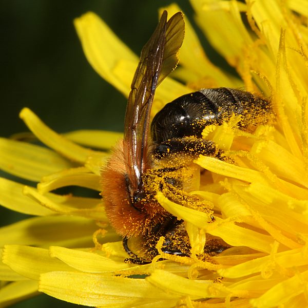 Andrena nitida, W