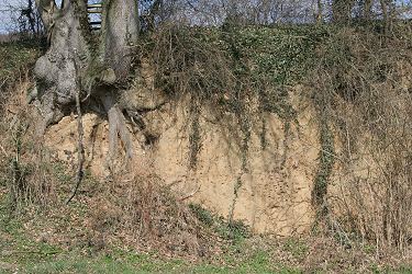 Lehmige Steilwand mit Pelzbienen-Nestern Lehmige Steilwand mit Pelzbienen-Nestern