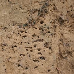 Pelzbienen-Aggregation Pelzbienen-Aggregation