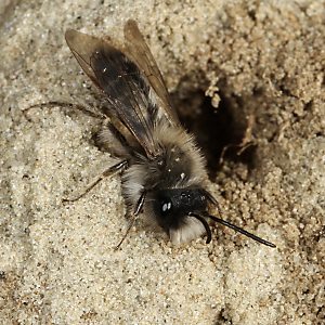 Erdbiene Andrena nycthemera, M (1) Erdbiene Andrena nycthemera, M (1)