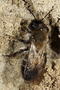 Erdbiene Andrena nycthemera, W Erdbiene Andrena nycthemera, W