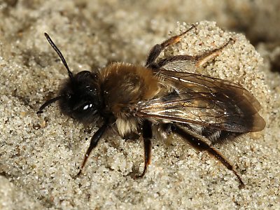 Andrena nycthemera, W Andrena nycthemera, W
