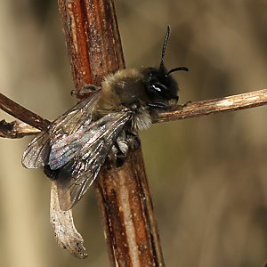 Andrena nycthemera, W Andrena nycthemera, W