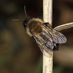 Andrena nycthemera, W Andrena nycthemera, W