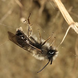 Andrena nycthemera, M, im Spinnennetz (1) Andrena nycthemera, M, im Spinnennetz (1)