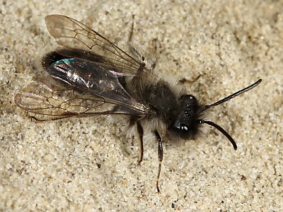 Andrena nycthemera, M (3) Andrena nycthemera, M (3)