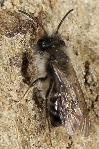 Andrena nycthemera, M (4)