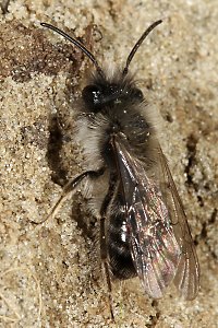 Andrena nycthemera, M (4) Andrena nycthemera, M (4)