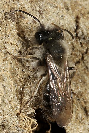 Andrena nycthemera, M (5) Andrena nycthemera, M (5)