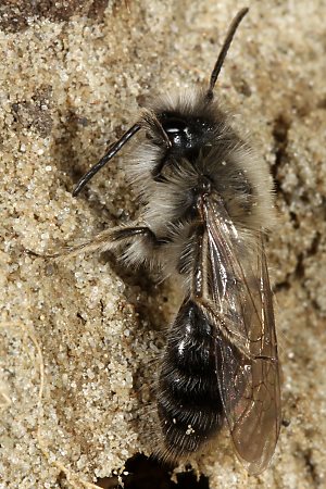 Andrena nycthemera, M (6) Andrena nycthemera, M (6)