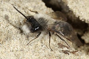 Andrena nycthemera, M (7)