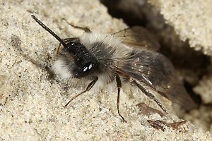Andrena nycthemera, M (7) Andrena nycthemera, M (7)