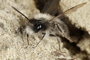 Andrena nycthemera, M (8)