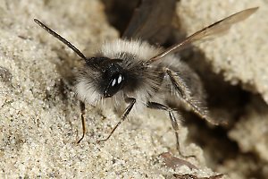 Andrena nycthemera, M (8) Andrena nycthemera, M (8)