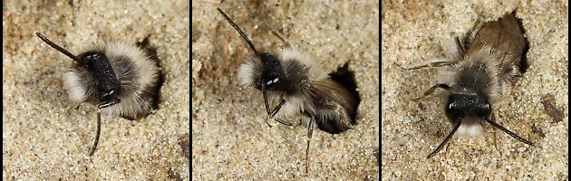 Andrena nycthemera, M (9-11) Andrena nycthemera, M (9-11)
