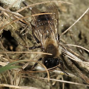 Erdbiene Andrena nycthemera, W Erdbiene Andrena nycthemera, W