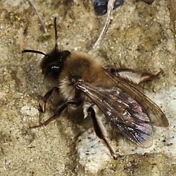 Erdbiene Andrena nycthemera, W Erdbiene Andrena nycthemera, W