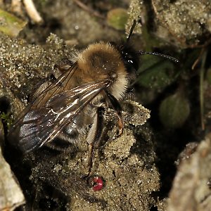Andrena nycthemera, W: Suche nach dem Nest (1) Andrena nycthemera, W: Suche nach dem Nest (1)
