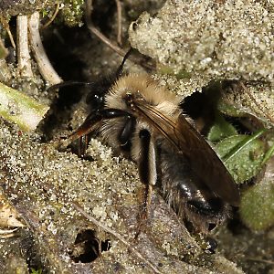 Erdbiene: Andrena nycthemera, W: Suche nach dem Nest (2) Andrena nycthemera, W: Suche nach dem Nest (2)