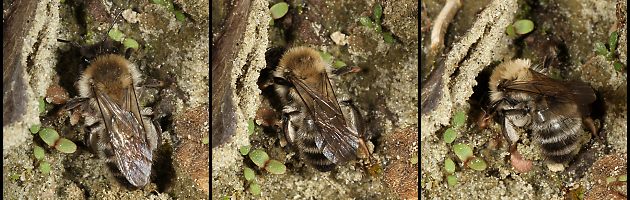 Andrena nycthemera, W: Suche nach dem Nest (3-5)