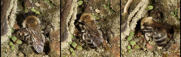 Andrena nycthemera, W: Suche nach dem Nest (3-5) Andrena nycthemera, W: Suche nach dem Nest (3-5)