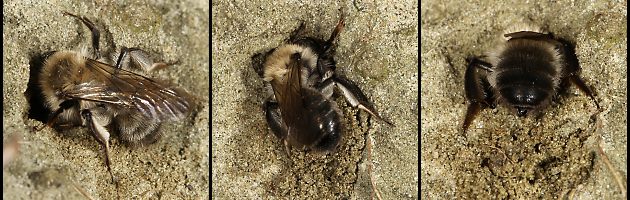 Andrena-nycthemera-W gräbt einen Nistgang (1-3) Andrena-nycthemera-W gräbt einen Nistgang (1-3)