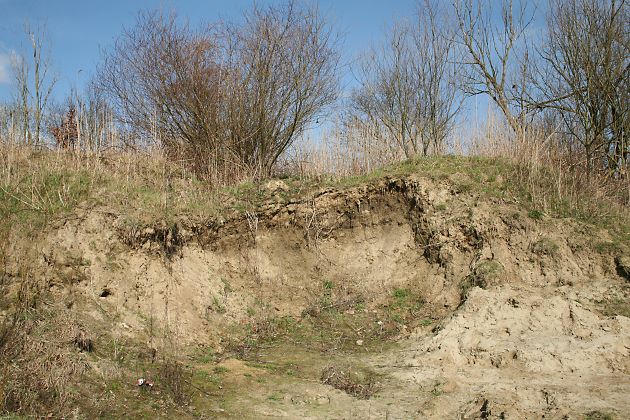 Nestaggregation von Andrena nycthemera (1) Nestaggregation von Andrena nycthemera (1)