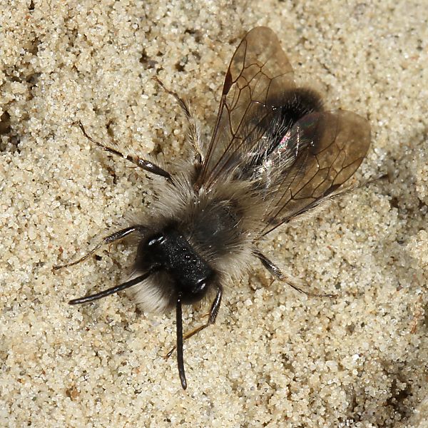 Andrena nycthemera, M