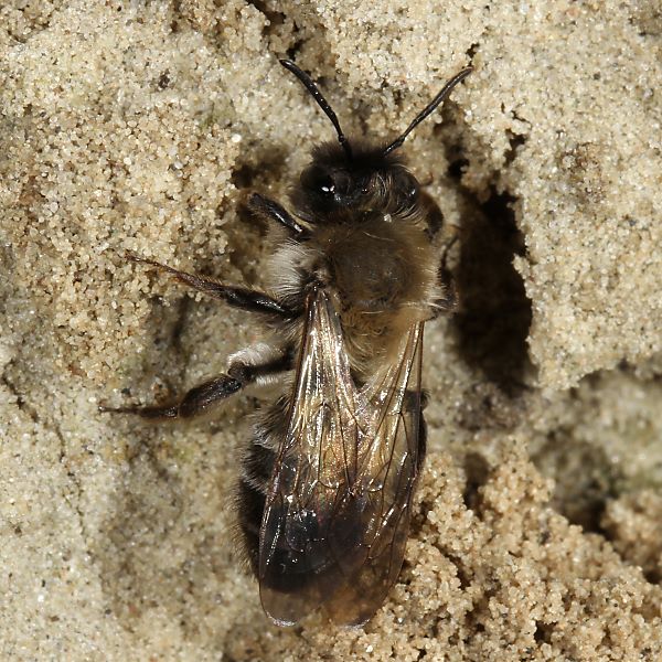 Andrena nycthemera, W
