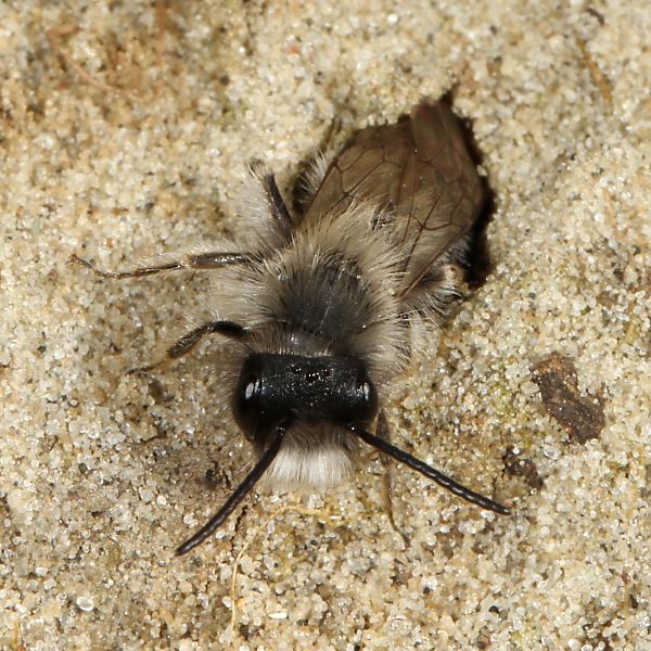 Andrena nycthemera, M