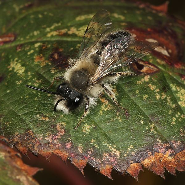 Andrena nycthemera, M