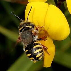 Spalten-Wollbiene (Anthidium oblongatum) Spalten-Wollbiene (Anthidium oblongatum)