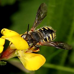 Anthidium oblongatum Anthidium oblongatum
