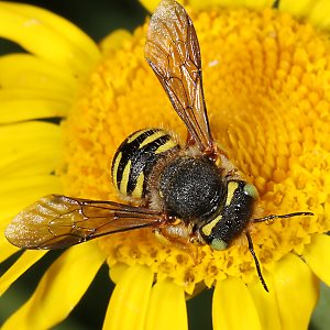 Anthidium oblongatum, W Anthidium oblongatum, W