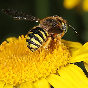 Anthidium oblongatum, W Anthidium oblongatum, W