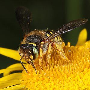 Anthidium oblongatum, W Anthidium oblongatum, W
