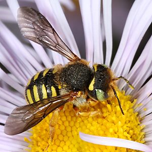 Anthidium oblongatum, W Anthidium oblongatum, W