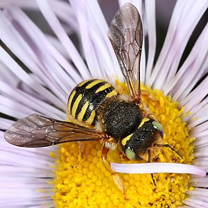 Anthidium oblongatum, W Anthidium oblongatum, W