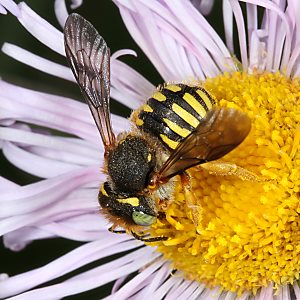 Spalten-Wollbiene (Anthidium oblongatum), W Spalten-Wollbiene (Anthidium oblongatum), W
