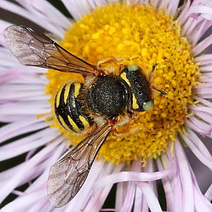 Anthidium oblongatum, W Anthidium oblongatum, W