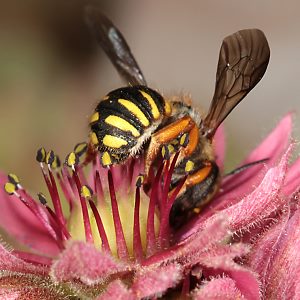 Anthidium oblongatum, W Anthidium oblongatum, W