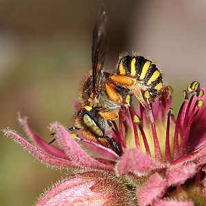 Anthidium oblongatum, W Anthidium oblongatum, W