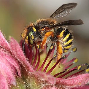 Anthidium oblongatum, W Anthidium oblongatum, W