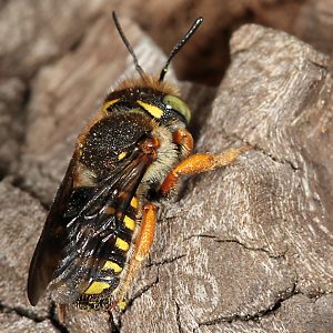 Anthidium oblongatum, W Anthidium oblongatum, W