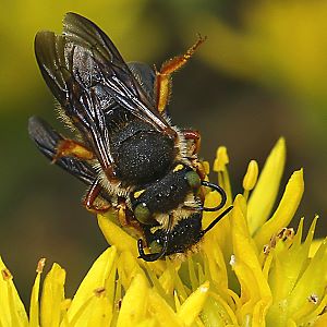 Anthidium oblongatum, MW Anthidium oblongatum, MW