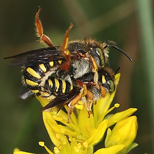 Anthidium oblongatum, MW Anthidium oblongatum, MW