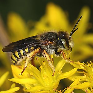Anthidium oblongatum, M Anthidium oblongatum, M