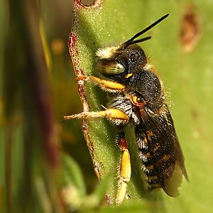 Anthidium oblongatum, M Anthidium oblongatum, M