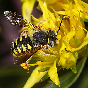 Anthidium oblongatum, M Anthidium oblongatum, M