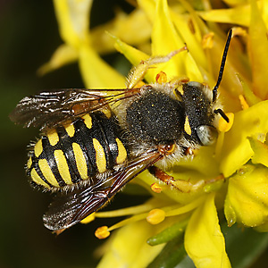 Anthidium oblongatum, M Anthidium oblongatum, M